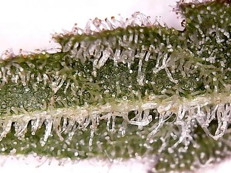 Click image for larger version

Name:	2017-07-10-C99-Mother-Trichome-2.jpg
Views:	311
Size:	243.3 KB
ID:	114819