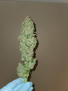 Click image for larger version

Name:	20201208_035736_copy_1209x1612.jpg
Views:	298
Size:	424.2 KB
ID:	472469