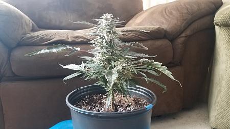 Click image for larger version

Name:	PRUPLE STEM CLONE.jpg
Views:	45
Size:	1.71 MB
ID:	661328