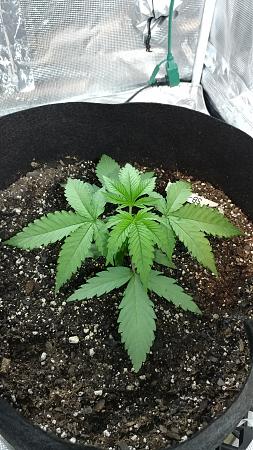 Click image for larger version

Name:	PlantA.jpg
Views:	142
Size:	7.83 MB
ID:	49828