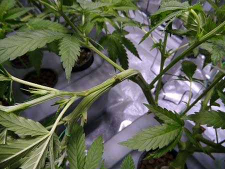Click image for larger version

Name:	ultimate-supercrop-bending-cannabis-sm.jpg
Views:	520
Size:	43.3 KB
ID:	139954