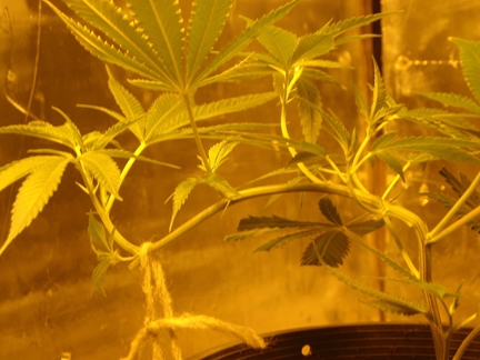Click image for larger version  Name:	Bendy-Haze.jpg Views:	1 Size:	112.6 KB ID:	101894