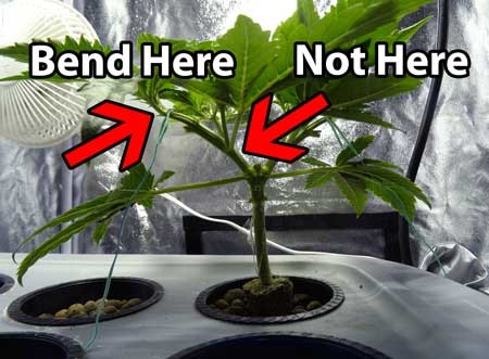 Click image for larger version

Name:	where-to-bend-stem-marijuana-training-sm.jpg
Views:	454
Size:	48.7 KB
ID:	139953