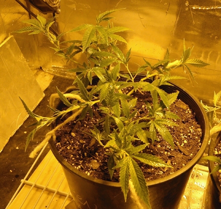 Click image for larger version

Name:	One-grow.jpg
Views:	224
Size:	192.2 KB
ID:	108310