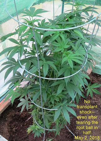 Click image for larger version

Name:	No transplant shock 881.JPG
Views:	257
Size:	261.8 KB
ID:	202956