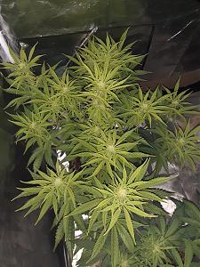 Click image for larger version

Name:	20201223_175558.jpg
Views:	638
Size:	2.15 MB
ID:	476340