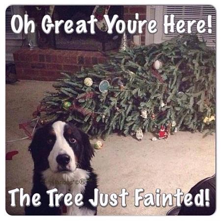 Click image for larger version

Name:	TreeFainted (2).jpg
Views:	290
Size:	177.1 KB
ID:	477279