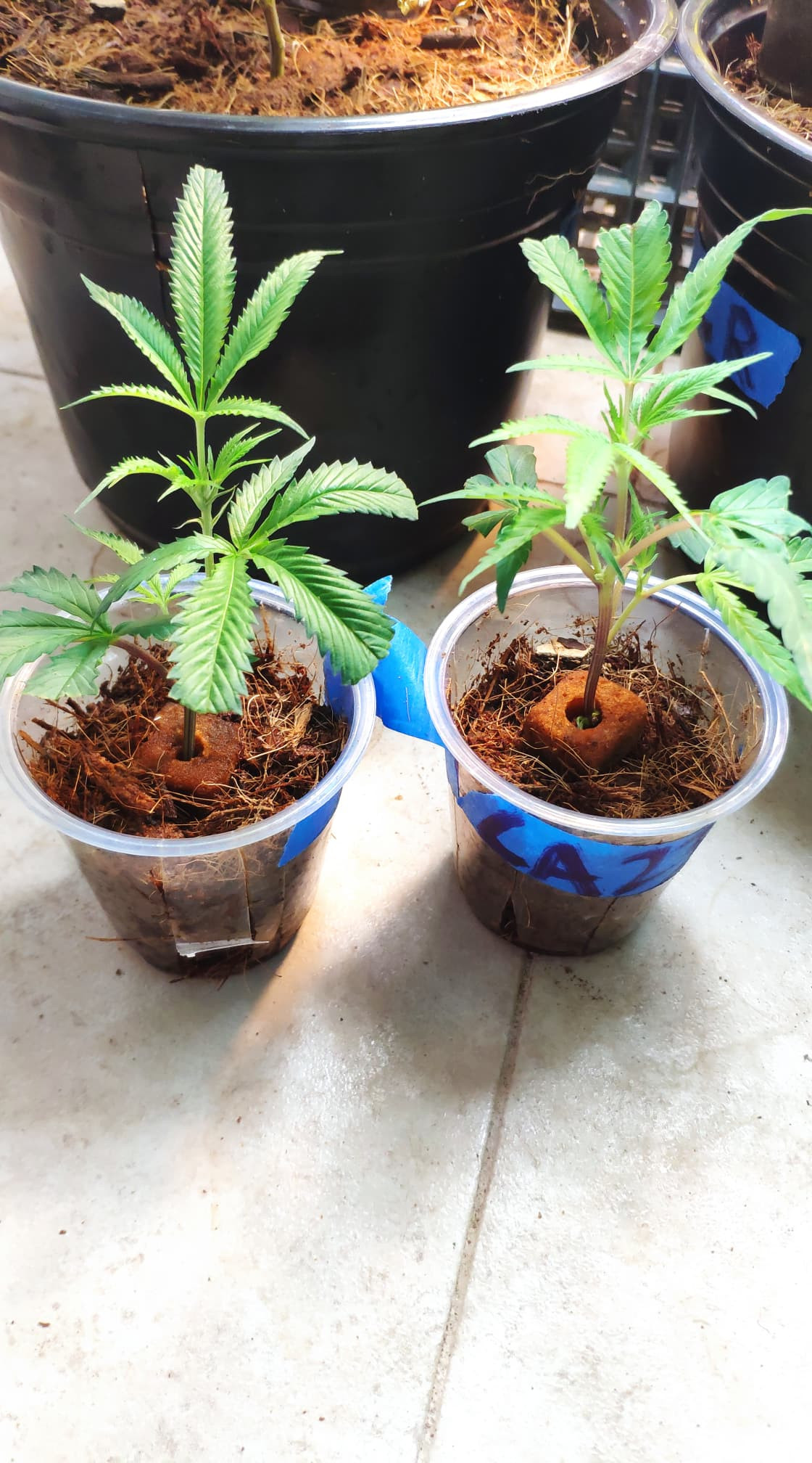 Click image for larger version

Name:	clones 2.jpg
Views:	492
Size:	474.0 KB
ID:	477338