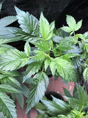 Click image for larger version

Name:	New Grow 2.png
Views:	896
Size:	2.14 MB
ID:	480082