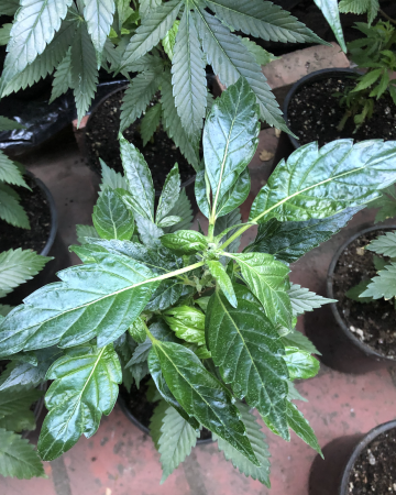 Click image for larger version

Name:	New Grow 3.png
Views:	903
Size:	1.87 MB
ID:	480086