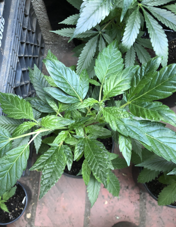Click image for larger version

Name:	New Grow 5.png
Views:	909
Size:	1.90 MB
ID:	480081