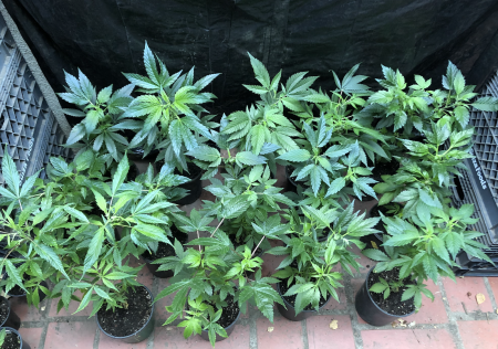 Click image for larger version

Name:	New Grow 13.png
Views:	915
Size:	3.46 MB
ID:	480080