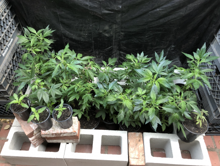 Click image for larger version

Name:	New Grow 6.png
Views:	872
Size:	3.15 MB
ID:	480084