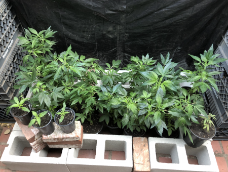 Click image for larger version

Name:	New Grow 6.png
Views:	808
Size:	3.15 MB
ID:	480084