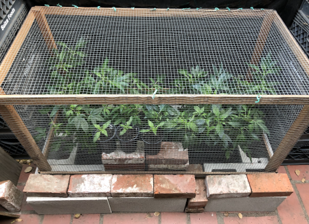 Click image for larger version

Name:	New Grow 7.png
Views:	886
Size:	3.91 MB
ID:	480085