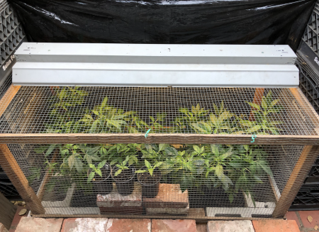 Click image for larger version

Name:	New Grow 8.png
Views:	895
Size:	3.55 MB
ID:	480087