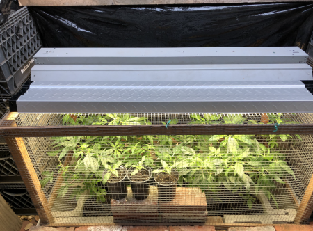 Click image for larger version

Name:	New Grow 9.png
Views:	887
Size:	3.32 MB
ID:	480091