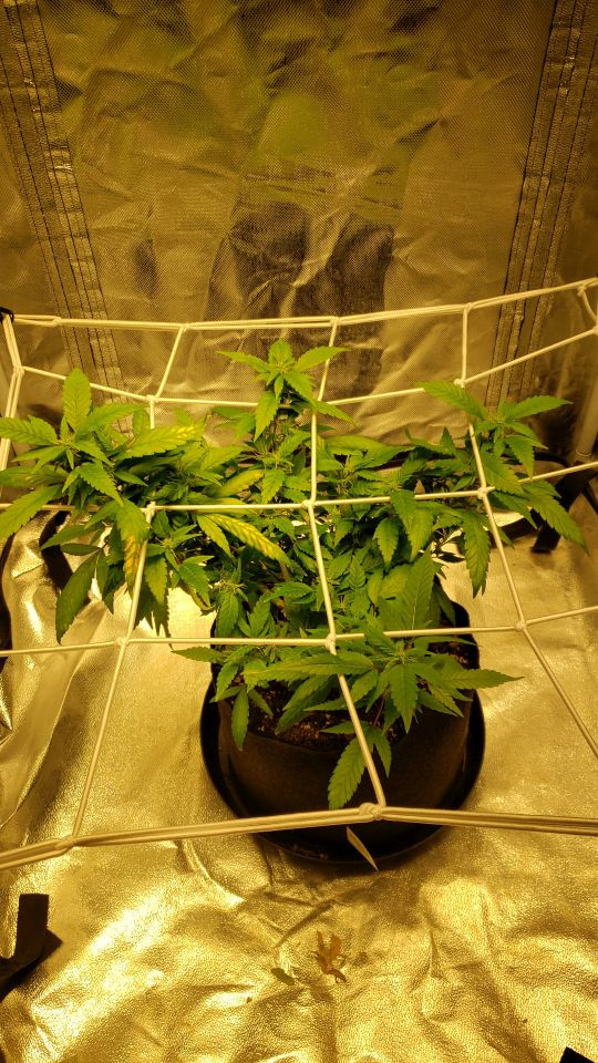 Click image for larger version

Name:	Plant 2021.jpg
Views:	600
Size:	249.7 KB
ID:	481873