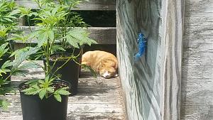 Click image for larger version

Name:	LEO PLANT.jpg
Views:	343
Size:	1.85 MB
ID:	536062