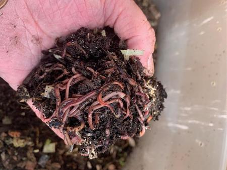 Click image for larger version

Name:	worms.jpg
Views:	403
Size:	77.8 KB
ID:	482518