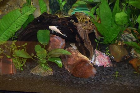 Click image for larger version

Name:	Freshwater.jpg
Views:	184
Size:	3.69 MB
ID:	16860
