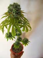 Click image for larger version

Name:	flower-from-seed-sm.jpg
Views:	717
Size:	8.1 KB
ID:	257143