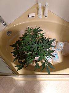 Click image for larger version

Name:	IMG_20210120_102754520.jpg
Views:	365
Size:	2.28 MB
ID:	484653