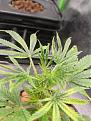 Click image for larger version

Name:	plant6problem2.jpg
Views:	356
Size:	474.7 KB
ID:	487225