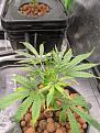 Click image for larger version

Name:	plant6problem.jpg
Views:	361
Size:	514.6 KB
ID:	487226