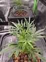 Click image for larger version

Name:	plant6newgrowth.jpg
Views:	312
Size:	3.53 MB
ID:	487667