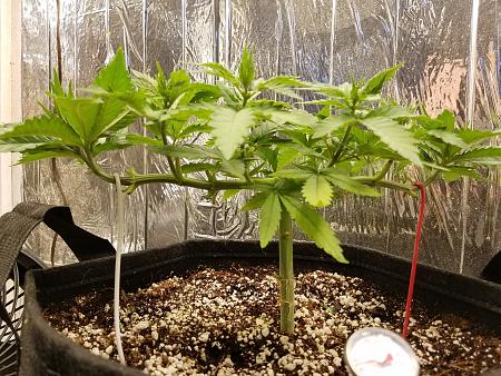 Click image for larger version

Name:	Grow Journal - 1 week in manifold.jpeg
Views:	250
Size:	1.15 MB
ID:	489547