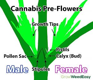 Click image for larger version

Name:	cannabis-preflowers-diagram.jpg
Views:	229
Size:	85.3 KB
ID:	278995