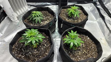 Click image for larger version

Name:	blueHazeAndLemonKush.jpg
Views:	1115
Size:	3.51 MB
ID:	491396