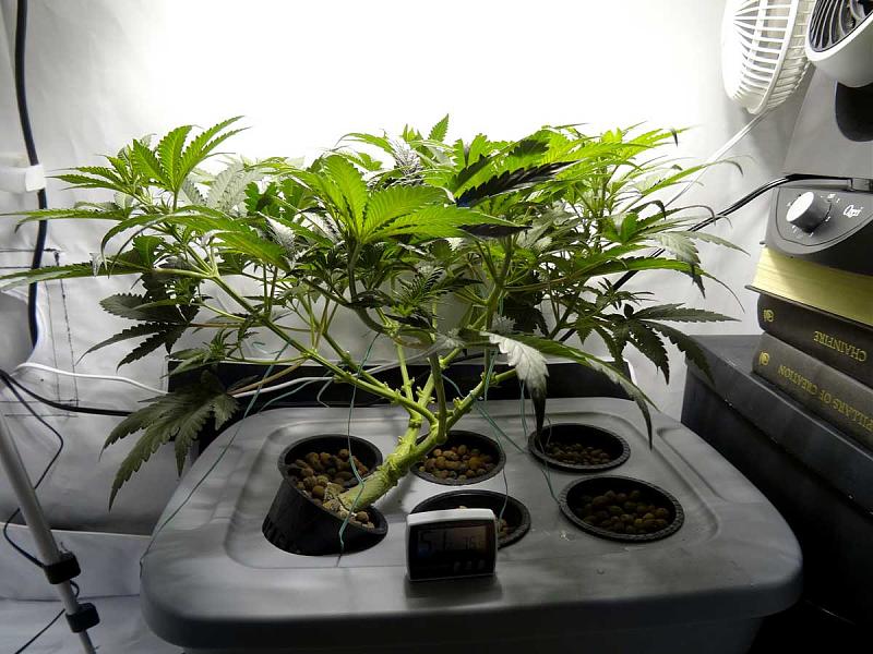 Click image for larger version

Name:	flat-table-canopy-training-cannabis-dwc.jpg
Views:	526
Size:	230.7 KB
ID:	491913