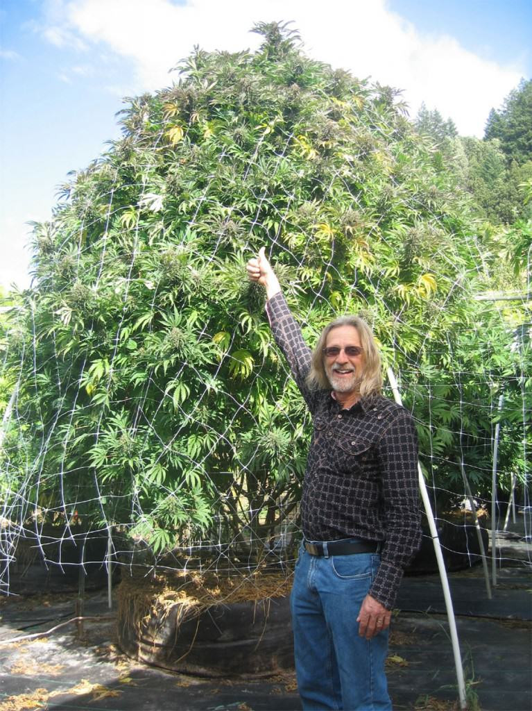 Click image for larger version  Name:	weed tree.jpg Views:	0 Size:	314.0 KB ID:	493399