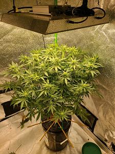 Click image for larger version

Name:	Decent plant.jpg
Views:	596
Size:	438.6 KB
ID:	494981