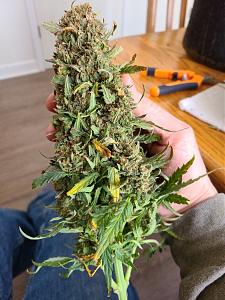 Click image for larger version

Name:	A auto bud.jpg
Views:	605
Size:	323.3 KB
ID:	494982