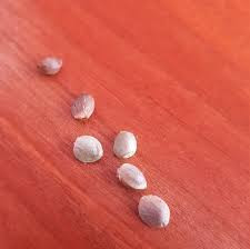 Click image for larger version

Name:	seeds.jpg
Views:	428
Size:	9.2 KB
ID:	495193
