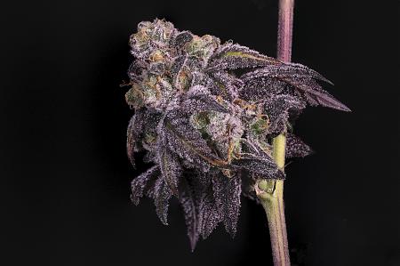 Click image for larger version

Name:	BlackWidow.jpg
Views:	301
Size:	1.20 MB
ID:	496317