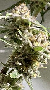 Click image for larger version

Name:	trip1.JPG
Views:	918
Size:	550.6 KB
ID:	497270