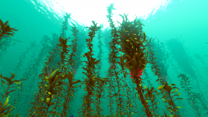 Click image for larger version

Name:	Arctic_Kelp_Forest_Biome.png
Views:	335
Size:	2.44 MB
ID:	499562
