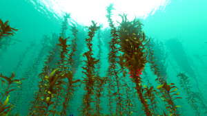 Click image for larger version

Name:	Arctic_Kelp_Forest_Biome.png
Views:	313
Size:	2.44 MB
ID:	499562