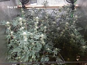 Click image for larger version

Name:	t3th6dr.jpg
Views:	624
Size:	446.2 KB
ID:	501666