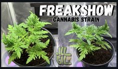 Click image for larger version

Name:	freak.jpg
Views:	629
Size:	19.3 KB
ID:	502268