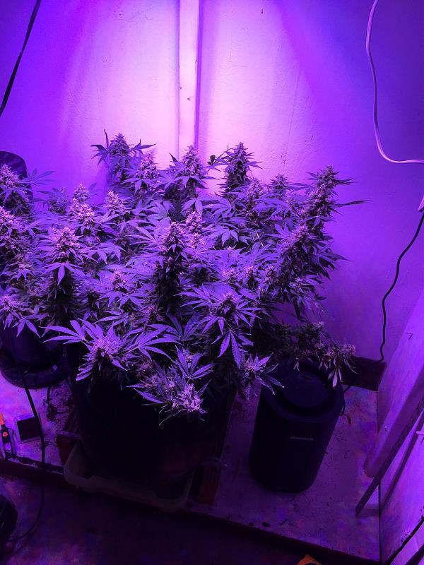 Click image for larger version

Name:	week 8 buds.JPG
Views:	218
Size:	645.3 KB
ID:	502614