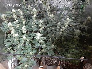 Click image for larger version

Name:	2KAnTWZ.jpg
Views:	612
Size:	490.7 KB
ID:	502881