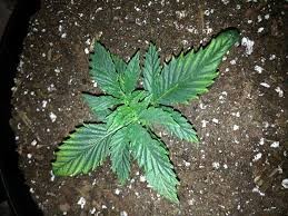 Click image for larger version

Name:	seedling.jpg
Views:	386
Size:	26.2 KB
ID:	330398