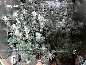 Click image for larger version

Name:	nAUu4o8.jpg
Views:	559
Size:	522.2 KB
ID:	505062