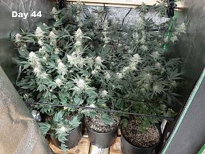 Click image for larger version

Name:	LsLY0xW.jpg
Views:	522
Size:	537.3 KB
ID:	506134
