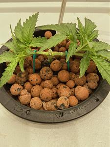 Click image for larger version

Name:	afgoo apr16.JPG
Views:	518
Size:	2.74 MB
ID:	507792